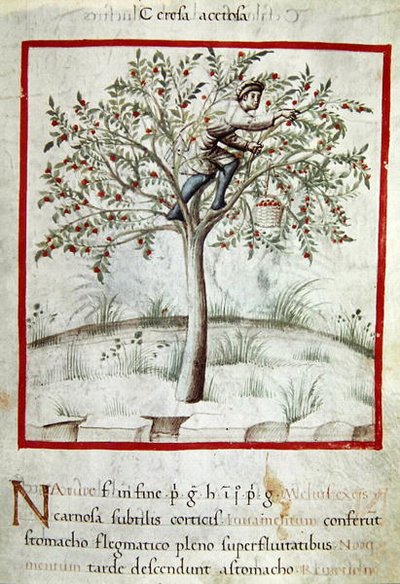 Ms 3054 f.25 قطف الكرز ، من "Tacuinum Sanitatis" (ورق) بواسطة المدرسة الايطالية