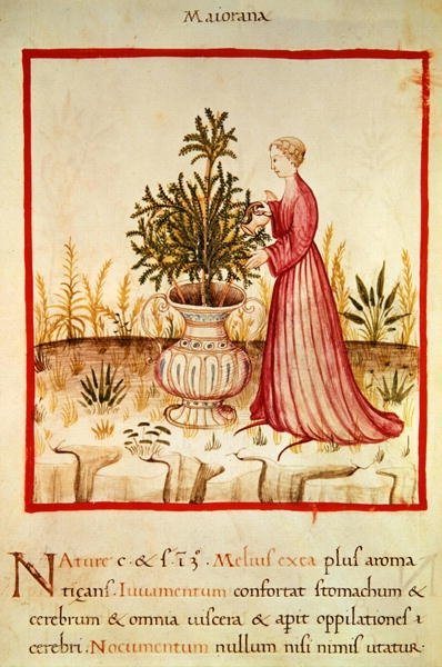 Ms 3054 fol.14v سقي البردقوش ، من "Tacuinum Sanitatis" (ورق) بواسطة المدرسة الايطالية