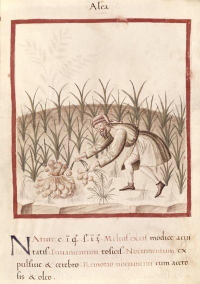 Ms 3054 fol.23 حصاد الثوم، من "Tacuinum Sanitatis" (الرق) بواسطة المدرسة الايطالية