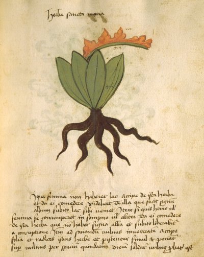 السيدة 320 1000 fol.28 مصنع سانتا ماريا ، من Liber Herbarius مع أسباب استكمال الطلبات بواسطة Orgione Rizzardo بواسطة المدرسة الايطالية