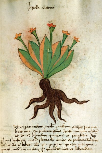 السيدة 320 1000 Fol.34r Herba Victoria ، من "Herbarius مع طرق تصنيع الأدوية" بقلم Orgione Rizzardo بواسطة المدرسة الايطالية
