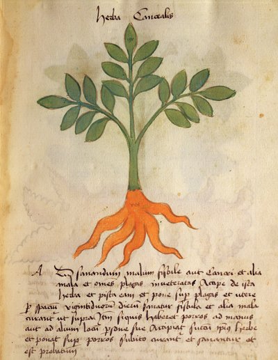 السيدة 320 1000 fol.14r نبات Cancealis ، من "Herbarius مع طرق تصنيع الأدوية" بقلم Orgione Rizzardo بواسطة المدرسة الايطالية