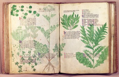 MS 6823 fol.19v من حوالي 80 نباتًا وأعشابًا بواسطة Manfred of Mount Imperial ، c.1330-40 بواسطة المدرسة الايطالية