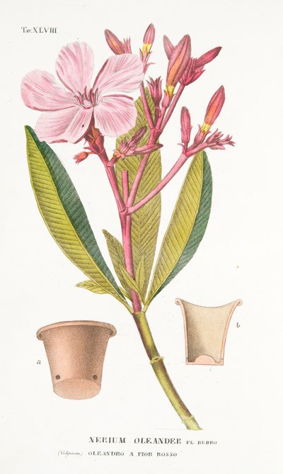 Nerium Oleander el Bubro ، اللوحة XLVIII ، من LAntotrofia Ie The Cultivation DeFiori بواسطة Antonio Piccioli ، pub.1834 بواسطة المدرسة الايطالية