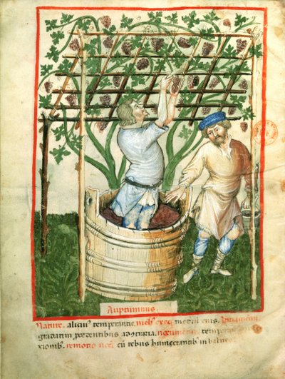 Nouy 1673 fol.103va Acq Lat جمع وضغط العنب ، من Tacuinum الصحي ، c.1390-1400 بواسطة المدرسة الايطالية