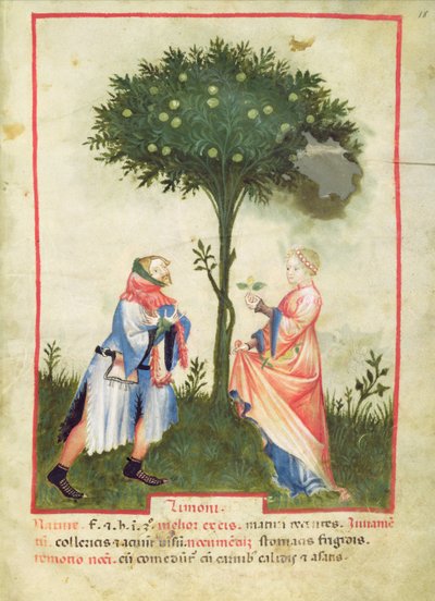 Nouy Acq Lat 1673 fol.18 حصاد الليمون ، من Tacuinum الصحي ، c.1390-1400 بواسطة المدرسة الايطالية
