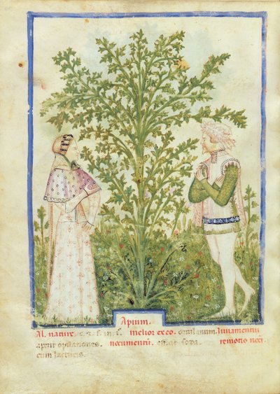 Nouy Acq Lat 1673 fol.28v الكرفس ، من Tacuinum health، c.1390-1400 بواسطة المدرسة الايطالية