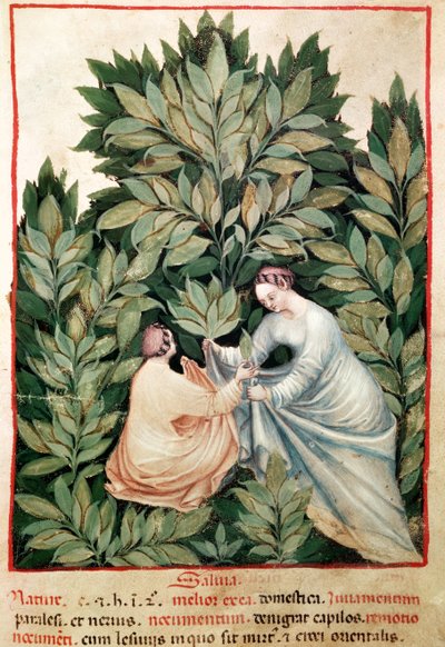 Nouy Acq Lot 1673 Fol.34r امرأتان تلتقطان المريمية ، من Tacuinum health ، c.1390-1400 بواسطة المدرسة الايطالية
