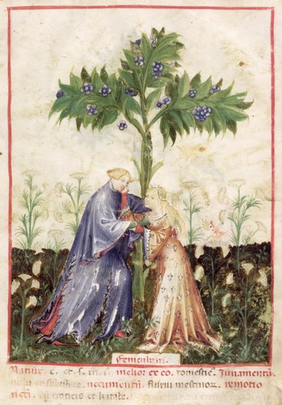 Nouy Acq Lat 1673 fol.41 الشمر ، من Tacuinum health ، c.1390-1400 بواسطة المدرسة الايطالية
