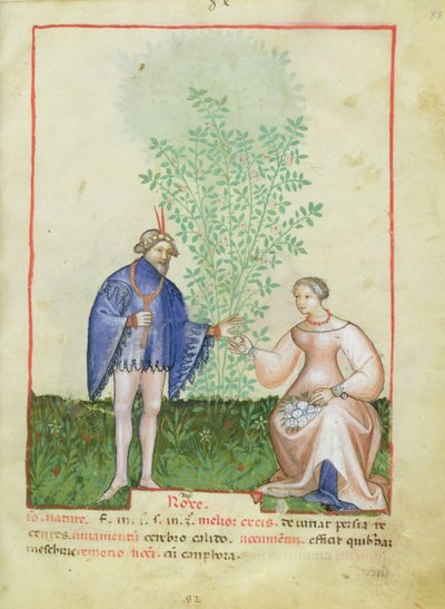 Nouy Acq Lat 1673 fol.83 Rose ، من Tacuinum health ، c.1390-1400 بواسطة المدرسة الايطالية