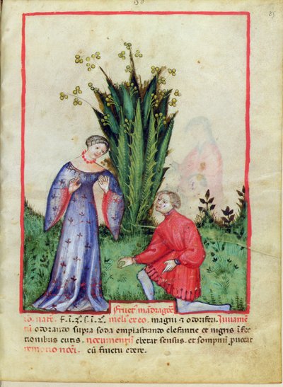 Nouy Acq Lat 1673 fol.85 Fruit of Mandrake، from Tacuinum health، c.1390-1400 بواسطة المدرسة الايطالية