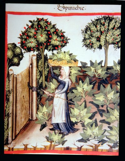 جديد 2644 f.27r حصاد السبانخ ، من الدستور الغذائي Tacuinum بواسطة المدرسة الايطالية