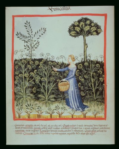 جديد 2644 f.41v حصاد Caraway ، الدستور الغذائي الصحي Tacuinus بواسطة المدرسة الايطالية