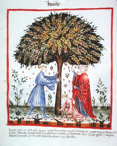 Nova 2644 fol.15v جمع العناب ، من Tacuinum Sanitatis Code Vindobonensis (على ورق) بواسطة المدرسة الايطالية