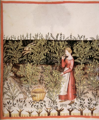 2644 fol.49 r اختيار الحمص الطازج ، الدستور الغذائي الصحي Tacuinum بواسطة المدرسة الايطالية