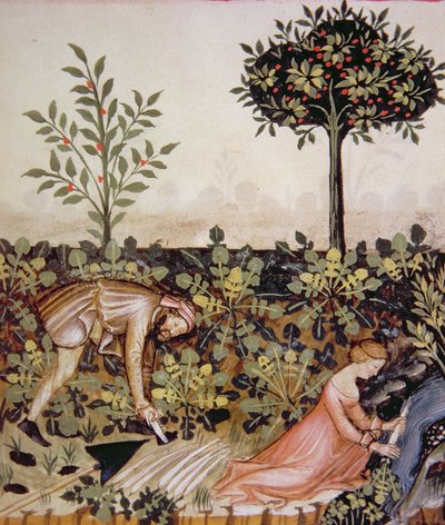 حصاد الفجل الطازج و fol.52r 2644 ، من الدستور الغذائي Tacuinum بواسطة المدرسة الايطالية