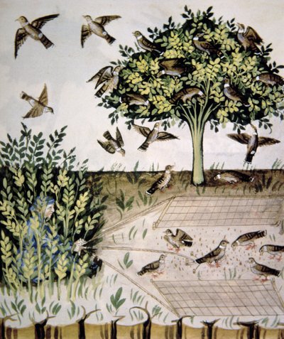 نوفا 2644 fol.69r الحمائم السلاحف ، التوضيح من Tacuinum Santiatis Codex Vindobonensis بواسطة المدرسة الايطالية
