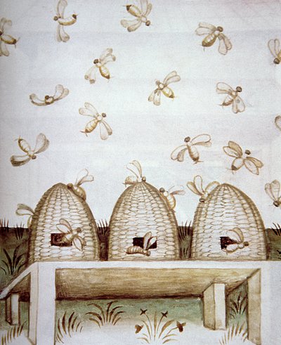 خلايا النحل الجديدة 2644 fol.94v ، من Tacuinum الصحي بواسطة المدرسة الايطالية