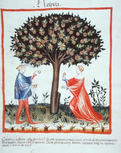 Nove 2644 fol.10v جمع الجوز ، من Tacuinum Hygiene Code Vindobonensis (على ورق) بواسطة المدرسة الايطالية
