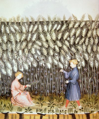رواية 2644 fol.42v حصاد القمح من Tacuinum صحية بواسطة المدرسة الايطالية