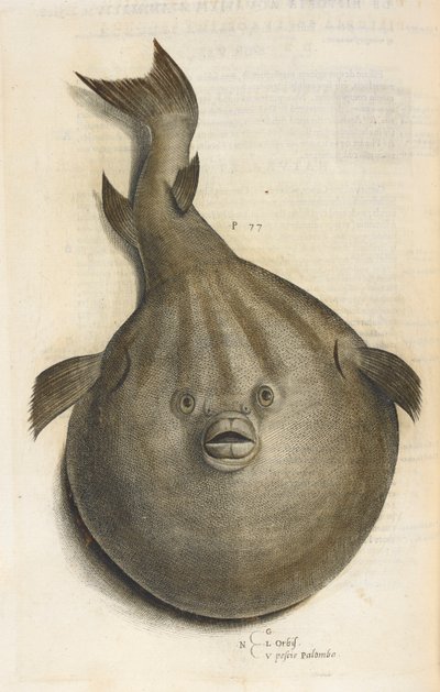 عالم Pesci Palombo ، رسم توضيحي من "Aquatilium Animalium Historiæ Liber primus" ، بقلم إيبوليتو سالفياني بواسطة المدرسة الايطالية