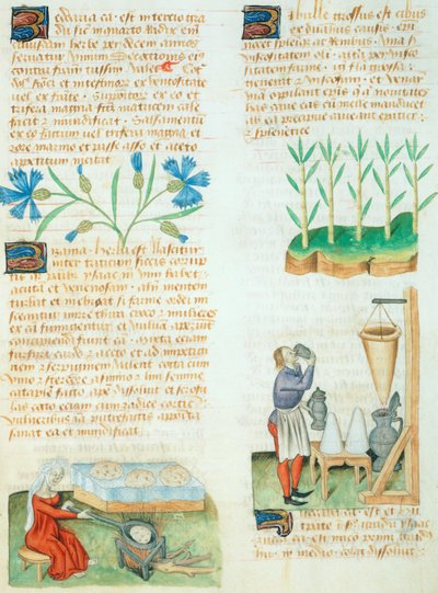 صفحة من Tractatus de Herbis بواسطة Dioscorides Pedanius بواسطة المدرسة الايطالية