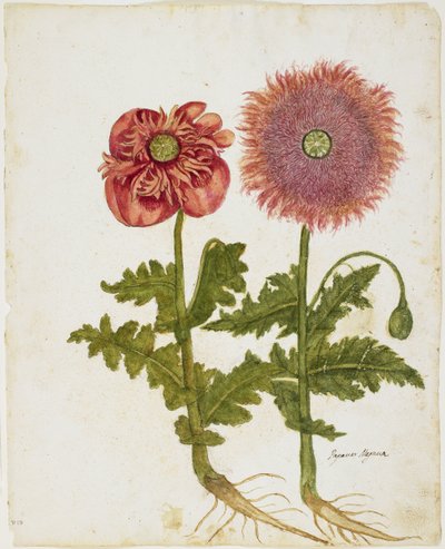 الخشخاش (Papaver spp.) (مرحاض ودرجة حرارة على ورق) بواسطة المدرسة الايطالية