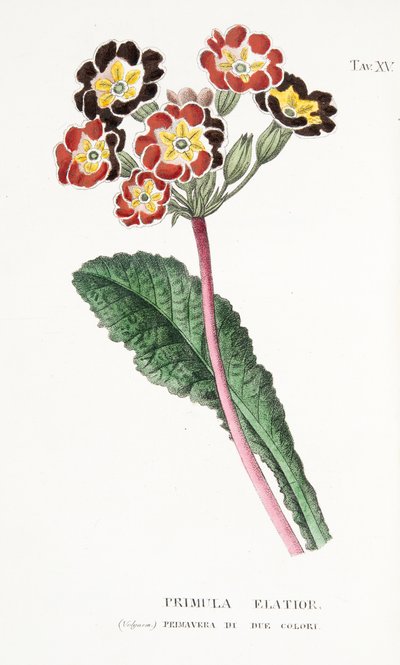 Primula Elatior ، اللوحة الخامسة عشرة ، من L "Antotrophy أي زراعة الزهور" أنطونيو Piccioli ، pub.1834 بواسطة المدرسة الايطالية