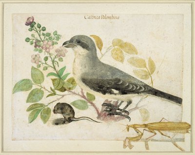 صرد وصراع فرس النبي (مرحاض على ورق) (لمتحف Cassiano dal Pozzo Paper Museum) بواسطة المدرسة الايطالية
