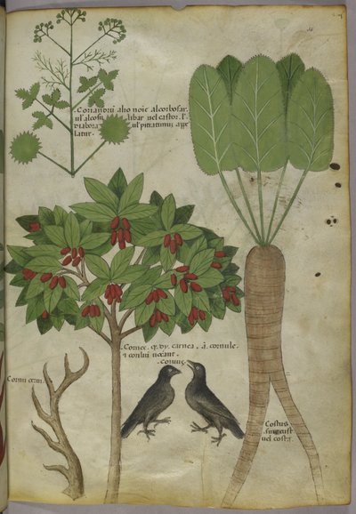 Sloane 4016 f.34 "رسالة في الأعشاب" ، حوالي 1440 (رق) بواسطة المدرسة الايطالية