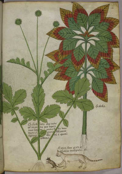 Sloane 4016 f.40 Plants، from 