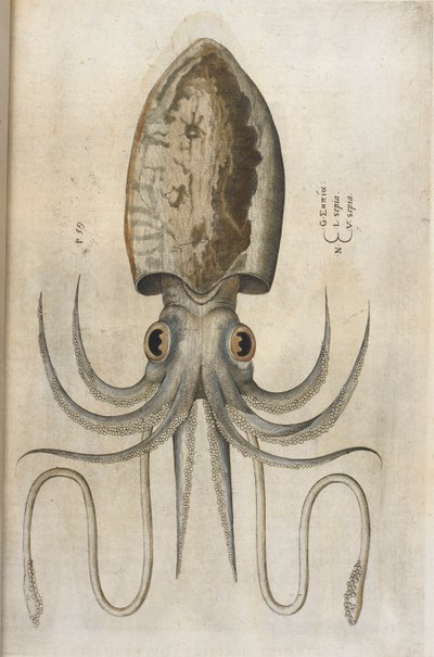 الحبار ، رسم توضيحي من "Aquatilium Animalium Historiæ Liber Primus" بقلم إيبوليتو سالفياني بواسطة المدرسة الايطالية