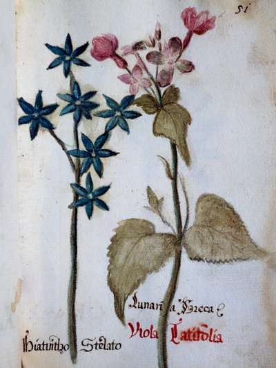 Starry Hyacinth and Viola rubella var latifolia from Delineation of Flowers of Villa Vendramin بواسطة المدرسة الايطالية