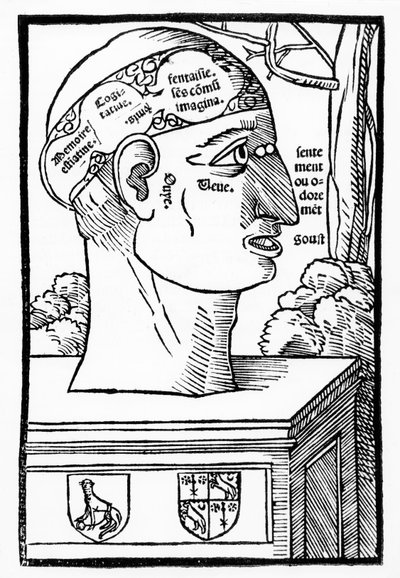 كليات الدماغ والإنسان ، من Anatomia Mundini ، الطبعة الفرنسية ، نشر 1537 بواسطة المدرسة الايطالية