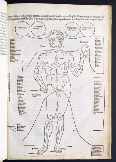 تشريح الذكور ، من Fascilulus Medicinae بقلم يوهانس دي كيثام (DC1490) من القرن الخامس عشر إلى السادس عشر بواسطة المدرسة الايطالية
