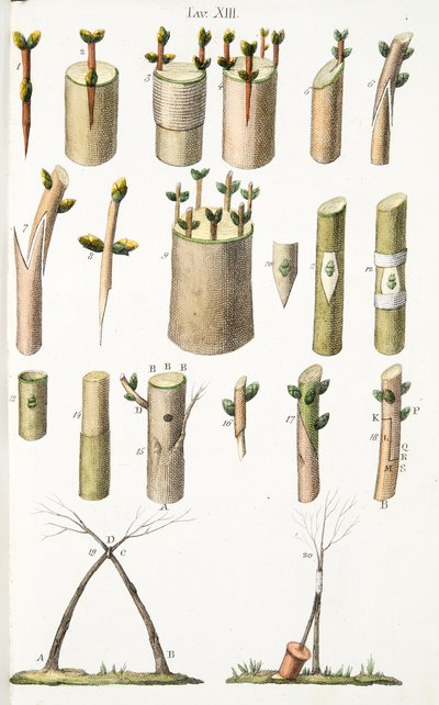 أمثلة مختلفة على تطعيم أشجار الفاكهة ، اللوحة الرابعة عشرة ، من LAntotrofia Ossia La Cultivation DeFiori بواسطة Antonio Piccioli ، pub.1834 بواسطة المدرسة الايطالية