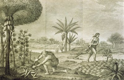 محاصيل الخضر المختلفة للهنود من أحواض أورينوكو والأمازون (مارانون) بواسطة المدرسة الايطالية