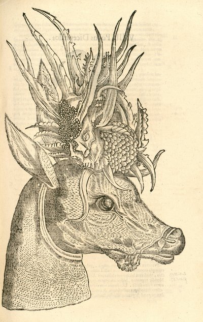 رسم توضيحي لكابريولوس بوليسيروس من ألدروفانديس تاريخ الوحوش ، 1642 بواسطة المدرسة الايطالية