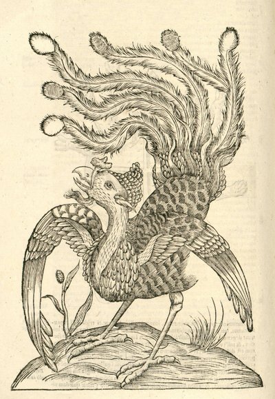 توضيح لجالوس إنديتوس أوريدتوس تراديلكتيلوس من ألدروفانديس تاريخ الوحوش ، 1642 بواسطة المدرسة الايطالية