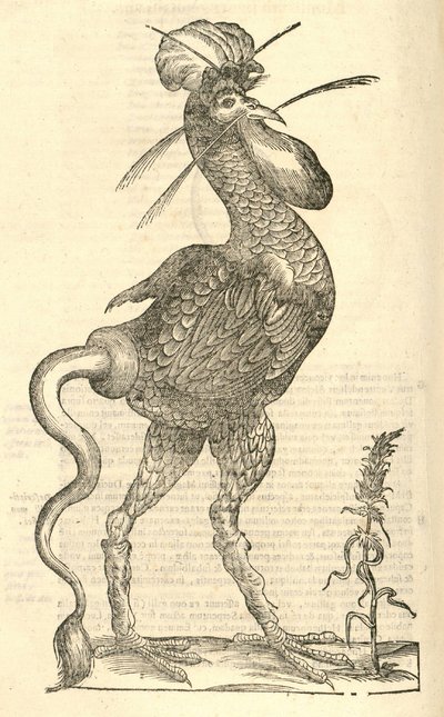 رسم توضيحي لجالوس مونستروسوس من تاريخ ألدروفانديس للوحوش ، 1642 بواسطة المدرسة الايطالية