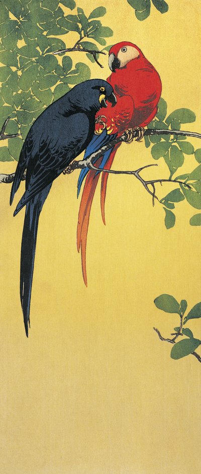 صورة مقربة لببغائين يجثمان على غصن شجرة بواسطة إيتو سوزان