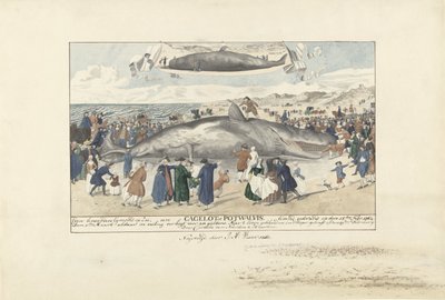 حوت العنبر تقطعت به السبل في Egmond aan Zee ، 1764 إلى الشمال مباشرة من Egmond op Zee ، Cagelot أو Potwhale. تقطعت بهم السبل على قيد الحياة في 15 فبراير: 1764. (العنوان على الكائن) بواسطة كورنيليس فان نورد