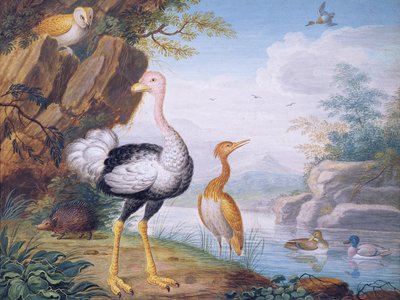الطيور الغريبة والبومة على ضفاف النهر (Bodycolour) بواسطة J.F. Hefele