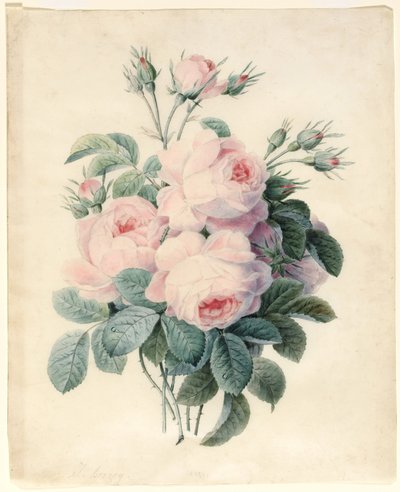 رذاذ Centifolia Roses (مرحاض على مخطط الجرافيت على الرق) بواسطة جيه هيرزوج