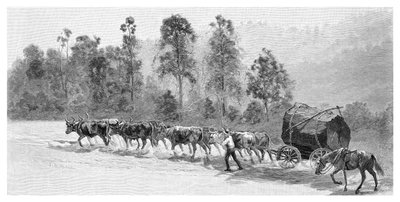 الحصول على الأرز على نهر ريتشموند ، نيو ساوث ويلز ، أستراليا ، 1886. بواسطة جي آر أشتون