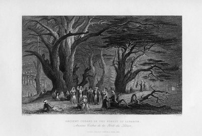 أرز قديم في غابة لبنان 1841 بواسطة J. Redaway