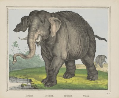 فيل. / فيل. / فيل. / Olifant (العنوان على الكائن) بواسطة شركة جوزيف شولز