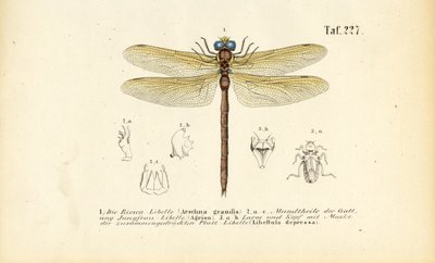 اليعاسيب بأفواهها ويرقاتها بواسطة J. W. Tenhaeff