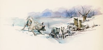 مجموعة ذئاب ، من Call of Wild ، رواية مغامرات لجاك لندن (1876-1916) ، رسم بواسطة جاك لندن