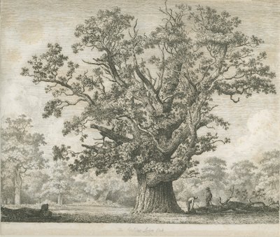 Needwood - Swilcar Oak: النقش ، بدون تاريخ [c 1820-1850] بواسطة يعقوب جورج سترات